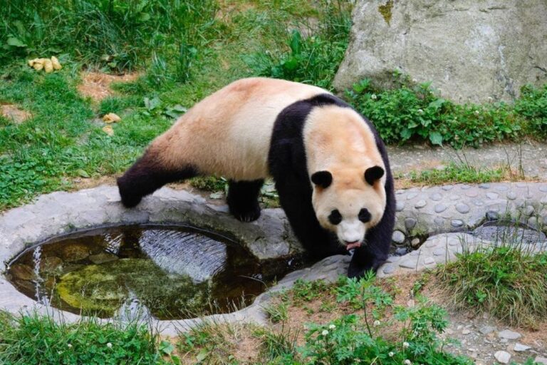 Kerja sama perlindungan panda pererat persahabatan China-Australia