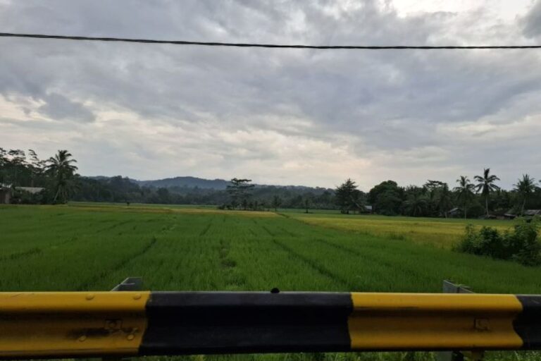 Dinas KPTPH: Target tumpang sisip padi Lampung seluas 4.500 hektare