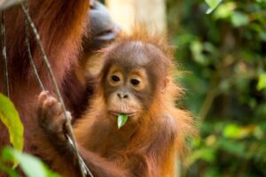 Kembangkan Senyawa Obat Baru pada Primata, Penelitian Uji Klinis Ditingkatkan