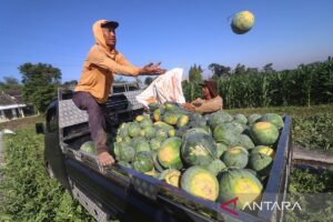 Manfaat mengonsumsi semangka secara rutin untuk tubuh
