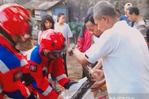 Tim Rescue Gulkarmat Jaktim evakuasi ular sanca sepanjang 4 meter 