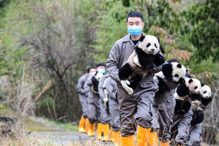 Universitas panda raksasa pertama di China mulai terima mahasiswa
