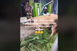 Viral! Seorang Mualaf di Papua Ingin Jadikan Babi sebagai Hewan Kurban, Netizen Apresiasi Niatnya