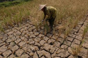 64% Wilayah Indonesia Masuk Musim Kemarau, 5 Provinsi Berpotensi Tinggi Banjir