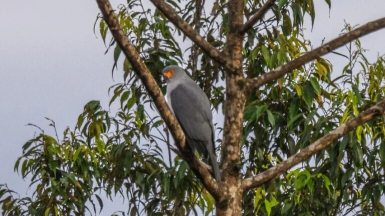 Burung Pemangsa Langka yang Lama Hilang Terlihat Kembali di Papua