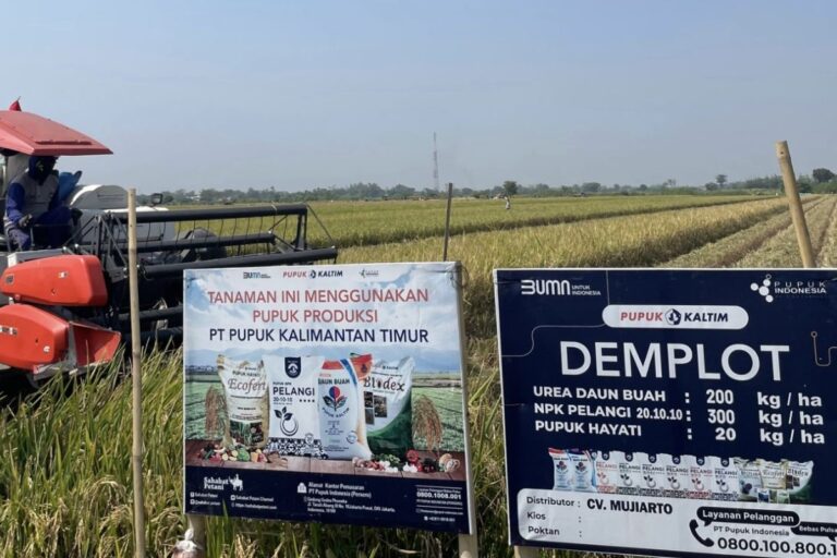 Demplot Pupuk Kaltim dorong hasil padi petani Jombang hingga 9,2 ton