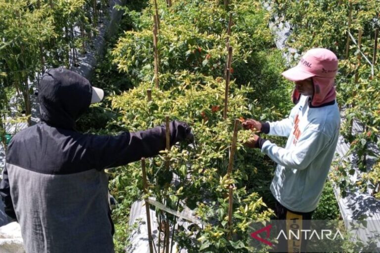 Harga cabai rawit di tingkat petani Temanggung naik