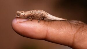 Imut Banget! Spesies Bunglon Baru Ini Cuma Sebesar Ujung Jari, Habitatnya Terancam Punah!