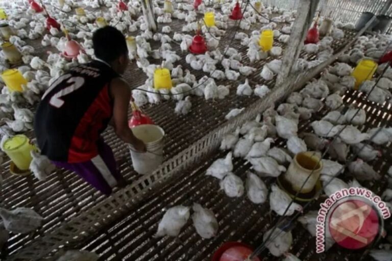 Mahasiswa UGM ciptakan alat pengatur suhu kandang ayam berbasis IoT