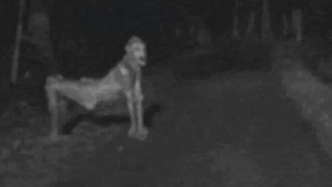 Makhluk Misterius yang Diklaim Skinwalker Berkeliaran di Malam Hari