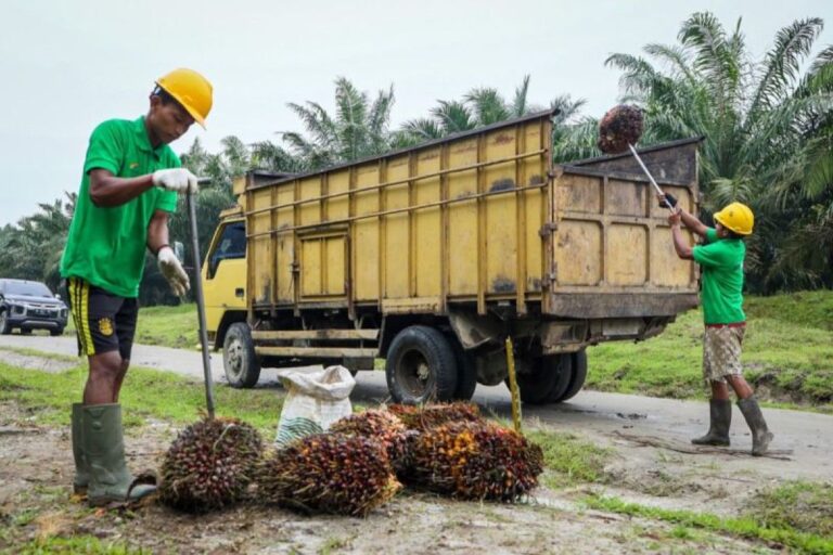 Menkop UKM yakin minyak makan merah sejahterakan petani sawit