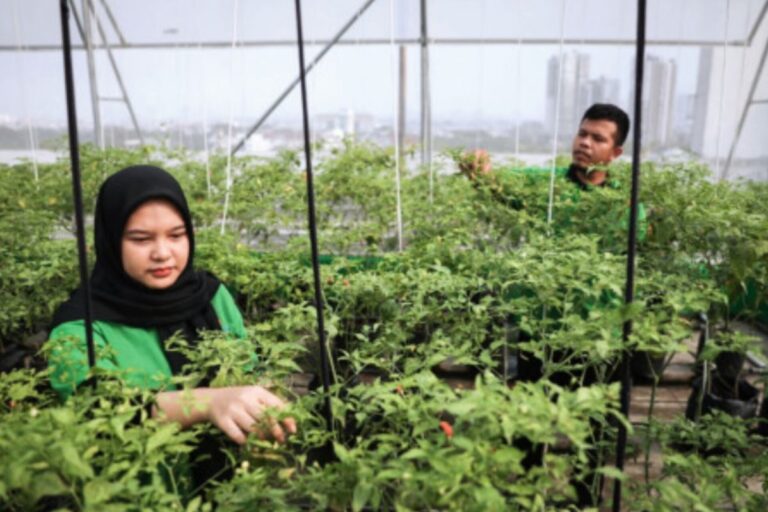 Pasar Mayestik manfaatkan atap bangunan untuk “urban farming’