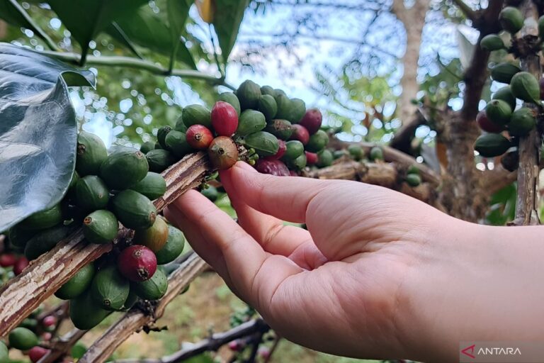 PHKT hadirkan Kampung Kopi Luwak, beri pemajuan masyarakat lokal