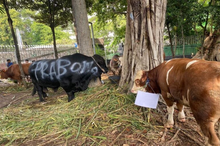 Prabowo-Gibran Kurban Sapi di Masjid Istiqlal, Jenis Brangus dan Simental