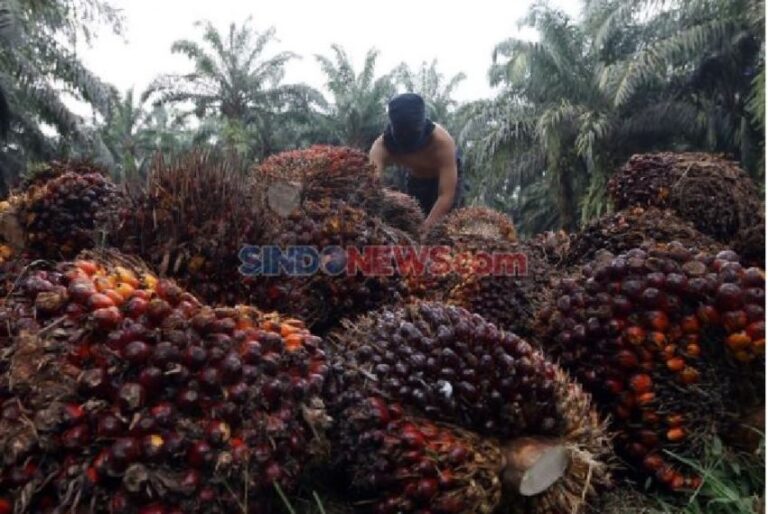 Sejumlah Masalah yang Bikin Pengusaha Sawit dan Masyarakat Tidak Akur