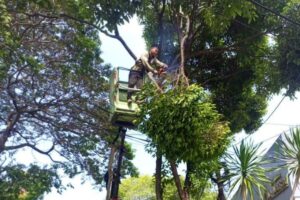 Sudintamhut Jaksel tangani pohon tumbang di 3 lokasi saat hujan deras