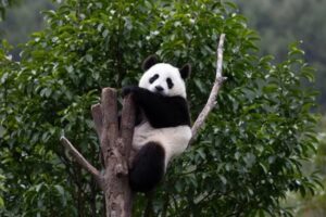 Ternyata Panda Pernah Hidup di Eropa, tapi Tidak Makan Tumbuhan