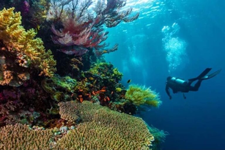 10 Rekomendasi Spot Scuba Diving di Indonesia, Nomor 2 Cocok untuk Uji Adrenalin