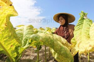 Ancam Keberlangsungan Petani Tembakau, Bungkus Rokok Polos Tanpa Merek Banjir Penolakan