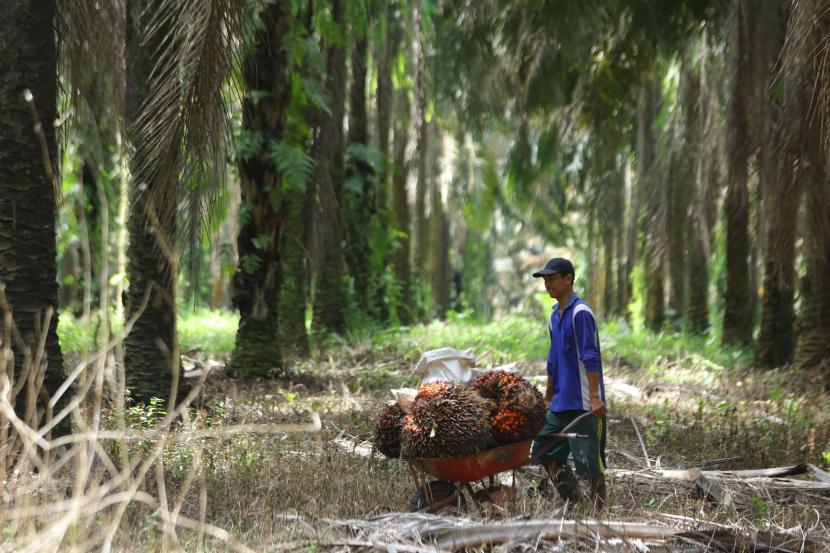 Apkasindo: Penguatan Kelembagaan dan Kemitraan Penting dalam Industri Kelapa Sawit