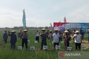 Bantul dan TNI AL wujudkan ketahanan pangan dukung petani lahan pasir