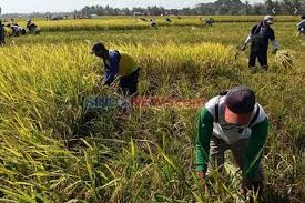 Beras Mahal Petani Miskin, SPI Desak Kepala Bapanas Diganti