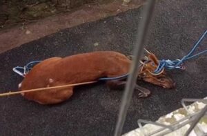 Bikin Heboh, Seekor Rusa Muncul di Permukiman Warga di Cianjur