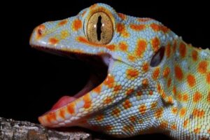 Canggih, Tokek Gecko Punya Indera Keenam Misterius