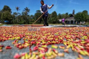 Cengkeh Hutan Jadi Komoditas Andalan Masyarakat Amalatu Maluku