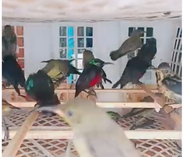 Dijual Bebas di Indonesia, Inilah Peran Penting Burung Kolibri untuk Alam