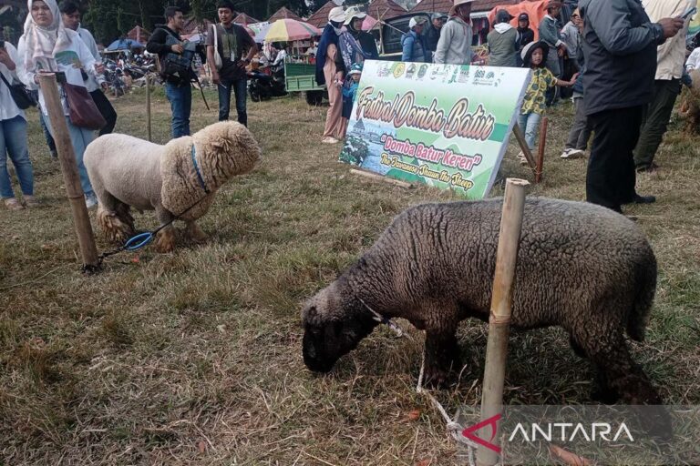 Festival Domba Batur meriahkan pergelaran Dieng Culture Festival