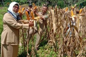 Jagung Hibrida: Dari Penolakan Menjadi Primadona di Madura