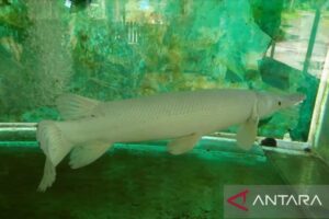 KKP: Ikan alligator gar bisa merusak ekosistem perairan