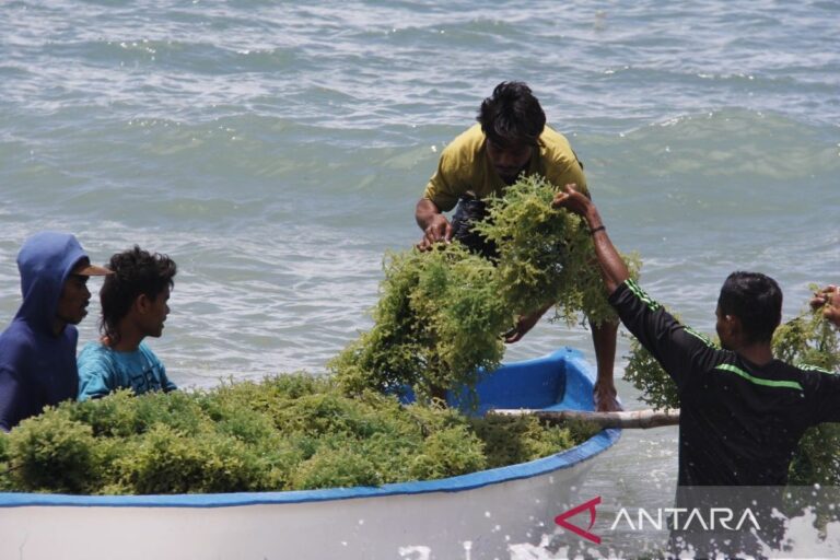 KKP kembangkan modeling rumput laut di Maluku Tenggara