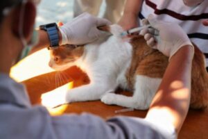 KPKP DKI kejar target vaksinasi rabies sebanyak 46.267 hewan pada 2024