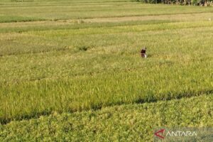 Kudus terima tambahan pupuk bersubsidi untuk penuhi kebutuhan petani