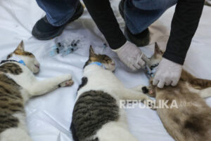 Makan Kucing Jadi Obat Diabetes? Dokter Ungkap Justru Bahaya Bagi Kesehatan