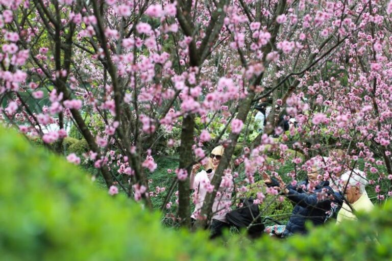 Melihat lebih dekat festival bunga sakura di Sydney