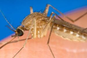 Mengenal Virus West Nile yang Kini Menyerang Israel