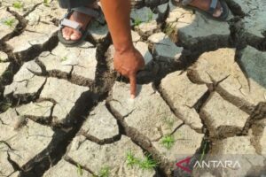 Menjaga lahan pertanian di Cirebon dari ancaman kekeringan