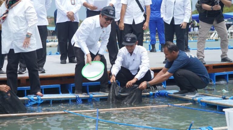 Modelling Budidaya Jadikan Lobster Komoditas Penting Perikanan Indonesia