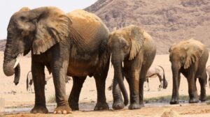 Namibia Akan Bantai 83 Gajah dan Bagikan Dagingnya untuk Santapan Warga