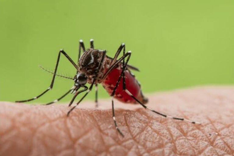 Perilaku dengue berubah, angka kematian DBD di Bangladesh melonjak