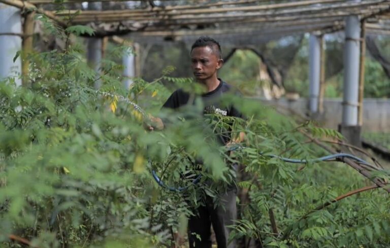 PLN Gandeng Kementan Kembangkan Ekosistem Biomassa Berbasis Pertanian Terpadu