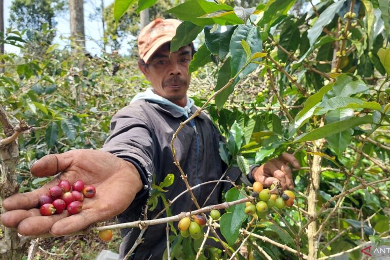 Produksi specialty coffee dari kebun Wanoja Coffee