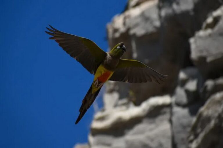 Ribuan Burung Beo Serang Kota di Argentina, Picu Kekacauan Massal