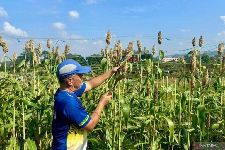 Sorgum, harapan baru pemenuhan kebutuhan energi